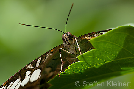 147 Segler - Parthenos sylvia